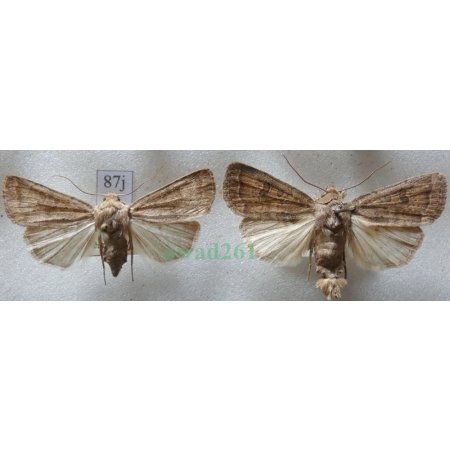 Hoplodrina octogenaria (Goeze, 1781) pair Czech87j